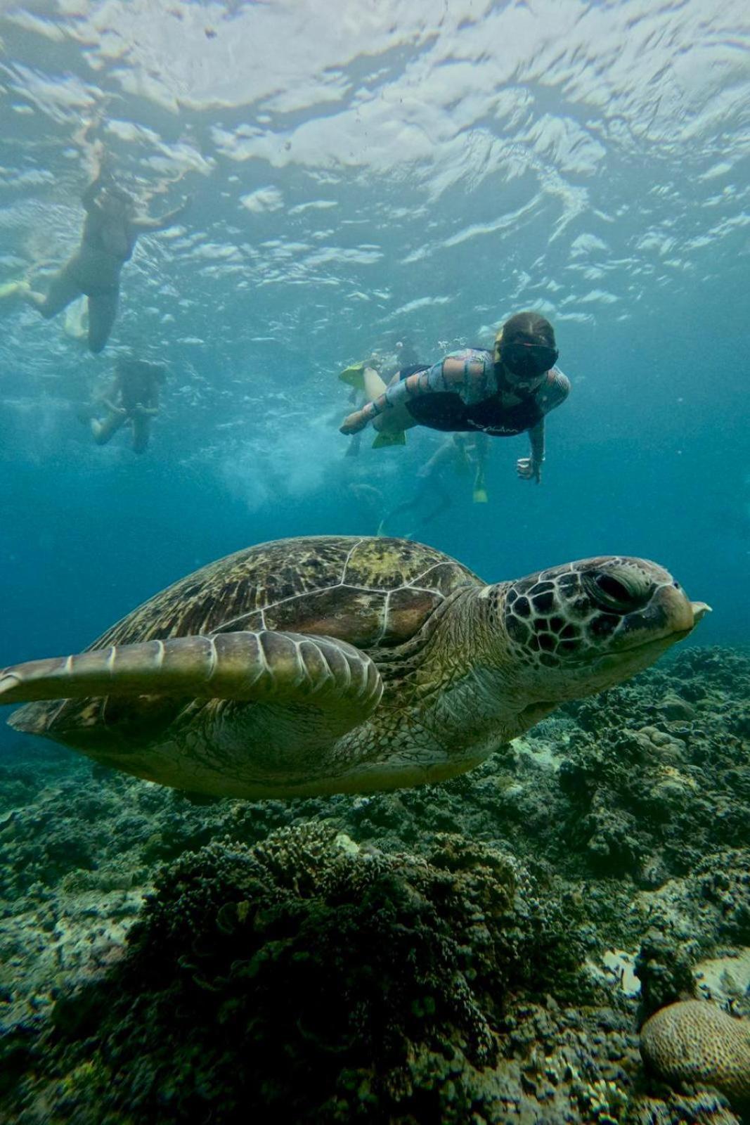 Tipsea Turtle Rooftop Hostel Gili Trawangan Buitenkant foto